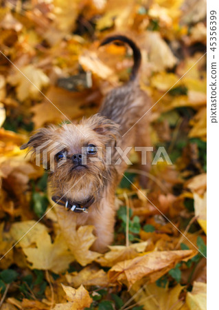 Brussels Griffon puppy for a walk 45356399