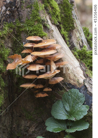Flammulina velutipes mushrooms Flammulina velutipes mushrooms 45356406