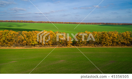 Aerial view of the large wheat field in autumn. Amazing landscape with trees with red and orange 45356505