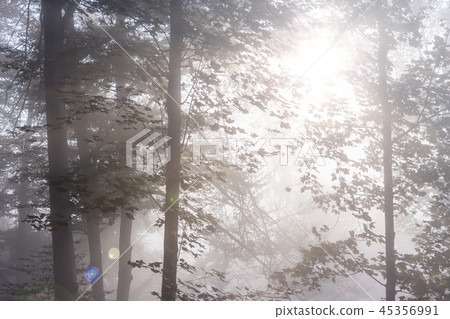 mysterious foggy autumn forest with weak sunlight mysterious foggy autumn forest with weak sunlight 45356991