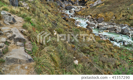 Beautiful view of nature on a trekking trail to the Annapurna base camp, the Himalayas, Nepal 45357290