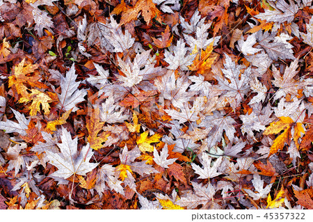 Background of blackened autumn leaves. Background of blackened autumn leaves. 45357322