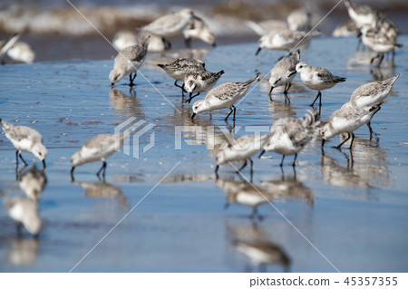 Flock of shore 45357355