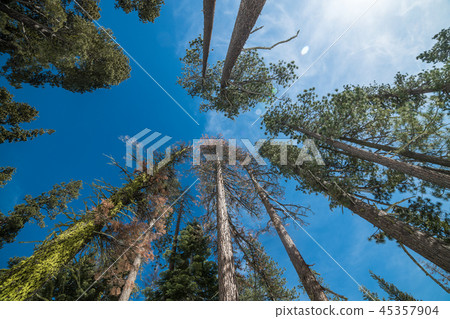 Pine trees forest against blue sky in Yosemite Nat Pine trees forest against blue sky in Yosemite Nat 45357904