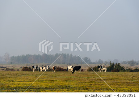 Herd of grazing cattle by fall season 45358051