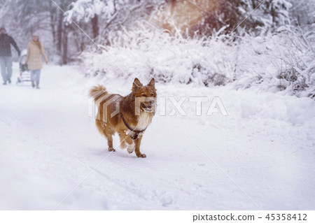 Family and dog walk together in a winter park with snow, Family and dog walk together in a winter park with snow, 45358412