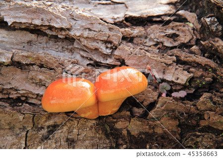 自然Namesko 45358663