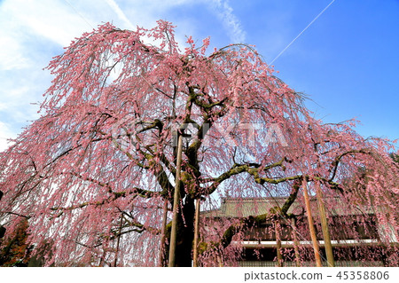 A popular cherry blossom village in Iida City, Nagano Prefecture 45358806