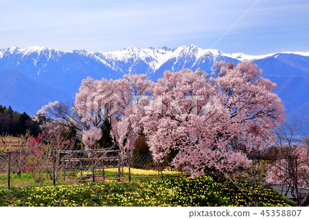 Central Alps, with fallen cherry blossoms and remaining snow in Komagane City, Nagano Prefecture 45358807