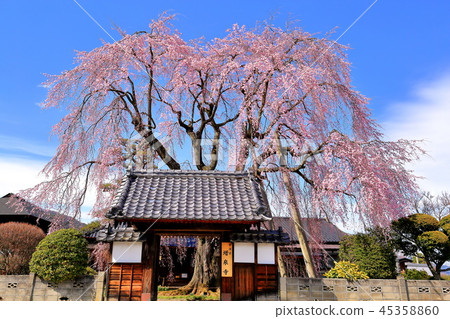 The cherry blossoms of Masuisenji Temple in Iida City, Nagano Prefecture The cherry blossoms of Masuisenji Temple in Iida City, Nagano Prefecture 45358860