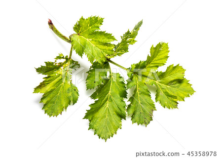 Dangerous toxic plant Heracleum mantegazzianum 45358978