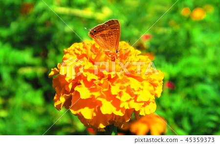 French marigolds and butterflies French marigolds and butterflies 45359373