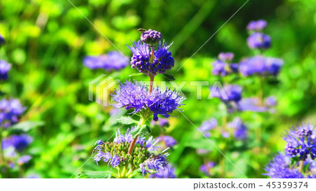 Danghik（在東京都政府公園拍照） 45359374