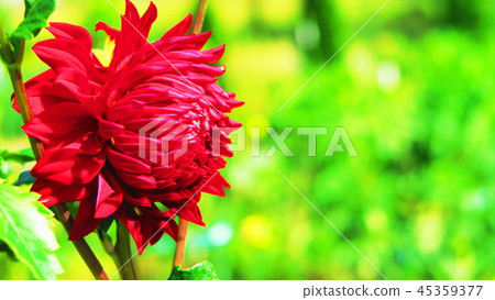 大麗花花（在東京都公園拍攝） 45359377