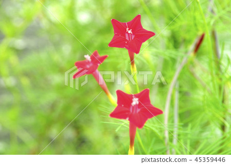 Lepinacea花 45359446