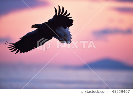 Morning burn and great eagle (Hokkaido · Rausu) 45359467