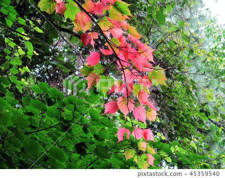 台中東勢大雪山 45359540