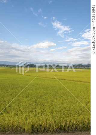 Rice fields in Isa City, Kagoshima Prefecture Rice fields in Isa City, Kagoshima Prefecture 45359943
