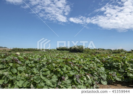 Tanegashima Anno rice field 45359944