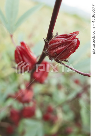 red roselle flowers 45360577