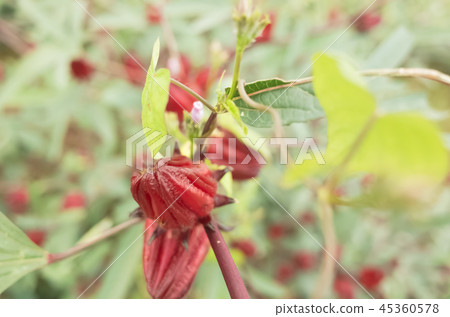 red roselle flowers 45360578