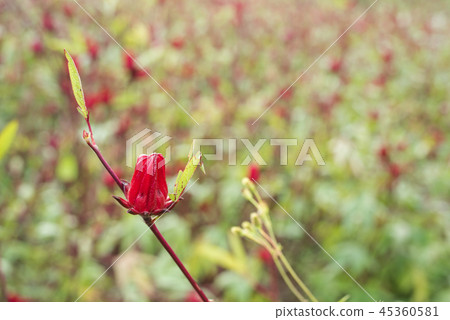 red roselle flowers 45360581