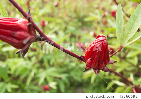 red roselle flowers 45360593