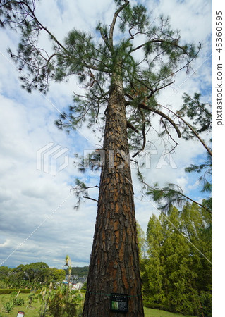 Slash pine 45360595