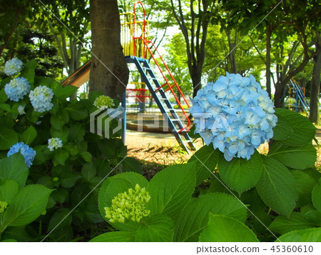 Hydrangea flowering in the park Hydrangea flowering in the park 45360610