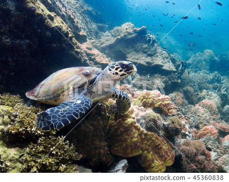 Sea Turtle in Thailand ocean 45360838