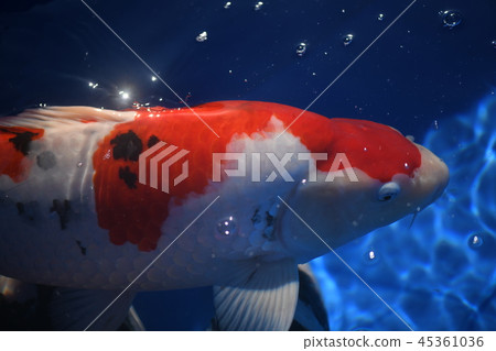 博覽會 博覽會 45361036