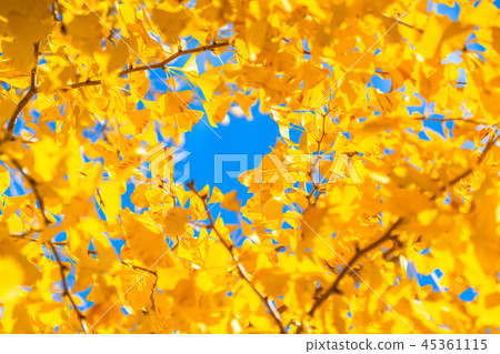 Golden Ginkgo Fall Image 45361115