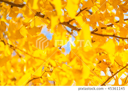 Golden Ginkgo Fall Image Golden Ginkgo Fall Image 45361145