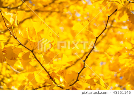 Golden Ginkgo Fall Image Golden Ginkgo Fall Image 45361146