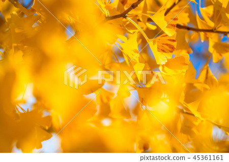 Golden Ginkgo Fall Image 45361161