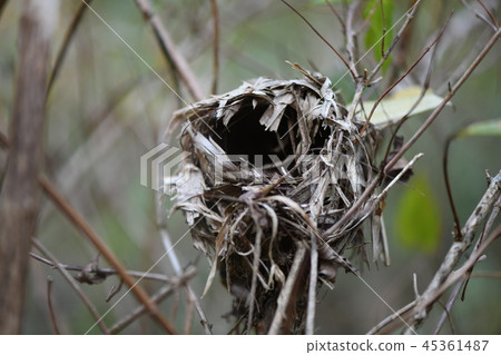 The old nest of warblers 45361487