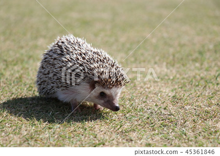 Osanpo Hedgehog 45361846
