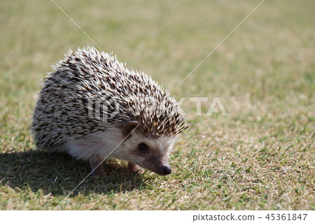 Osanpo Hedgehog 45361847