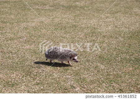 Osanpo Hedgehog 45361852