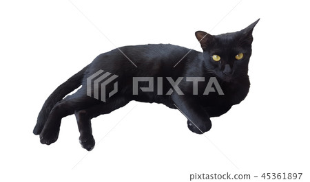 black cat isolated on white background 45361897