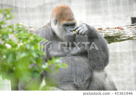 Gorilla 45361946
