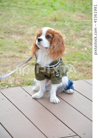 Cavalier (Odaiba Seaside Park) Cavalier (Odaiba Seaside Park) 45361991
