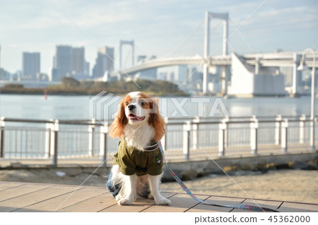 Cavalier (Odaiba Seaside Park) Cavalier (Odaiba Seaside Park) 45362000