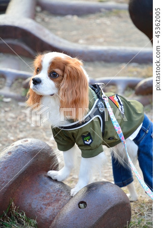 Cavalier (Odaiba Seaside Park) 45362005