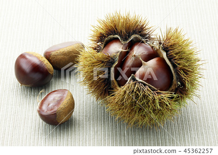 Chestnut and eagle 45362257