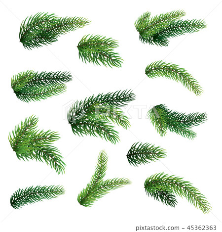 Set of fir branches isolated on white background - Stock Illustration ...