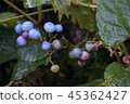 Wild grapes 45362427