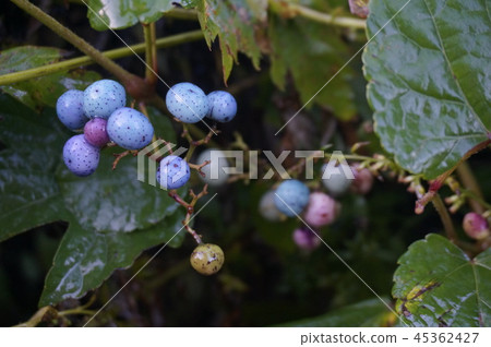 Wild grapes 45362427