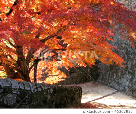 Ishigaki and autumn leaves of Oka castle ruins Ishigaki and autumn leaves of Oka castle ruins 45362953
