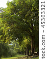 Tree 45363321